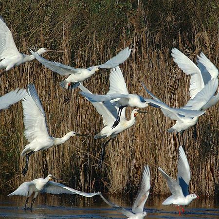 Madame Vacances Les Rives Marines Le Teich Luaran gambar
